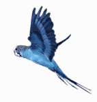 BudgieFlying